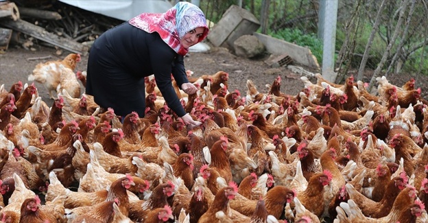 Ev hanımı organik yumurtadan ekmeğini çıkarıyor