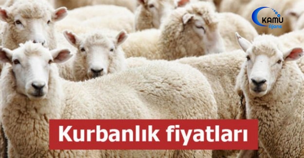 Kurbanlık Fiyatları Ne Kadar?