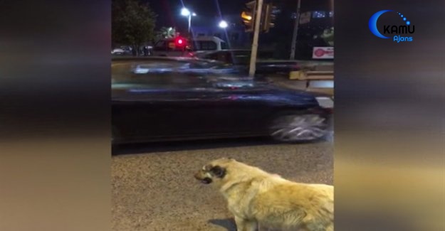 Sokak Köpeğinden Ders Niteliğinde Hareket