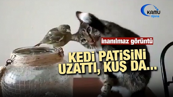 Kedi ile Kuşun İnanılmaz Dostluğu
