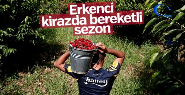 Erkenci Kirazda Bereketli Sezon