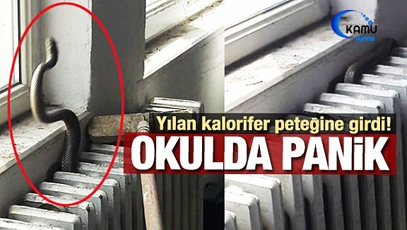 Yılan Okulları Tatil Ettirdi