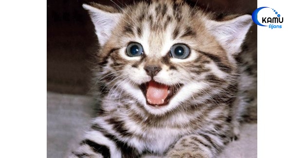 Yaralı Kedi İçin Seferber Oldular
