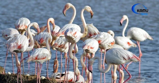 Flamingolar, Seyfe Gölü Kuş Cenneti'ne Akın Etti