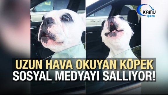 Uzun Hava Okuyan Köpek Sosyal Medyayı Sallıyor