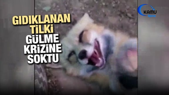 Gıdıklanan Tilki Gülme Krizine Soktu