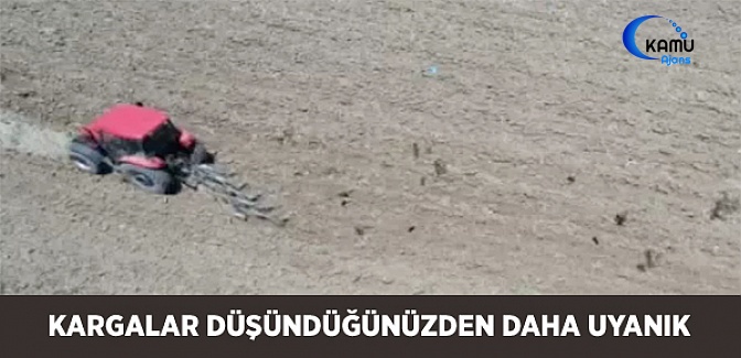 Kargalar Düşündüğünüzden Daha Uyanık