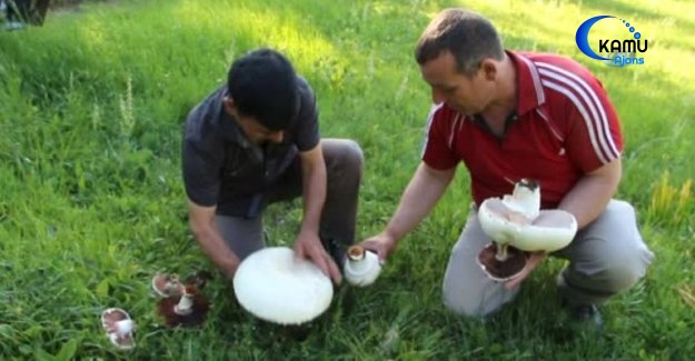 Tepsi Büyüklüğünde Kültür Mantarı Görenleri Şaşırttı