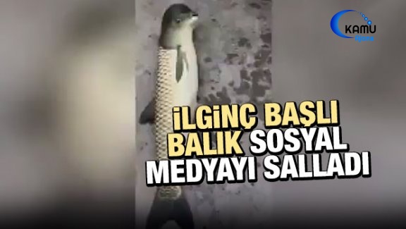 İlginç Başlı Balık Sosyal Medyayı Salladı