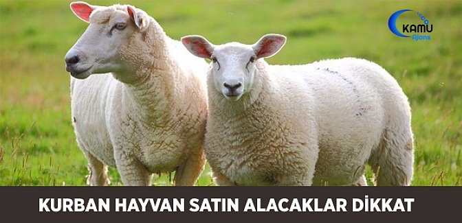 Kurban Hayvan Satın Alacaklar Dikkat