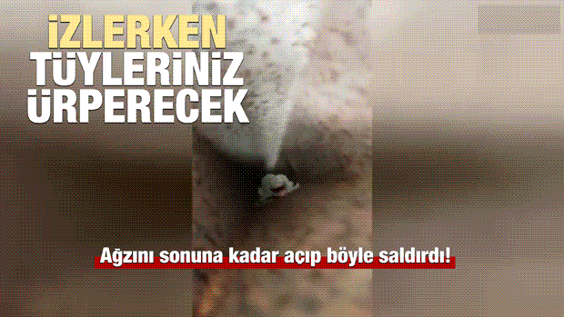 Ağzını Sonuna Kadar Açıp Böyle Saldırdı!
