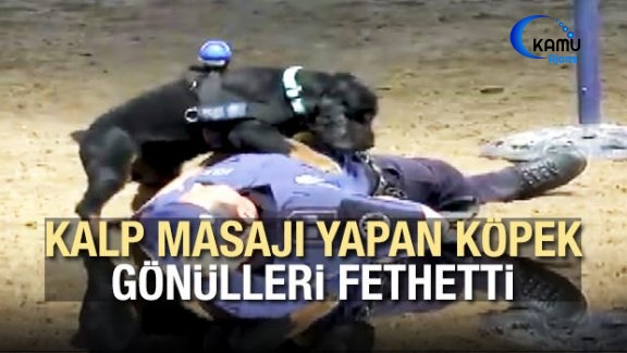 Kalp Masajı Yapan Köpek Gönülleri Fethetti