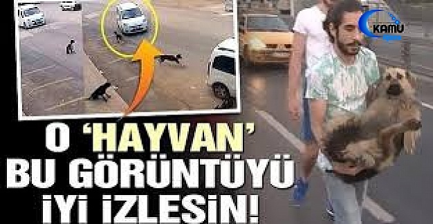 Otomobilin Çarptığı Yaralı Köpeğe Yardım Eli Uzandı