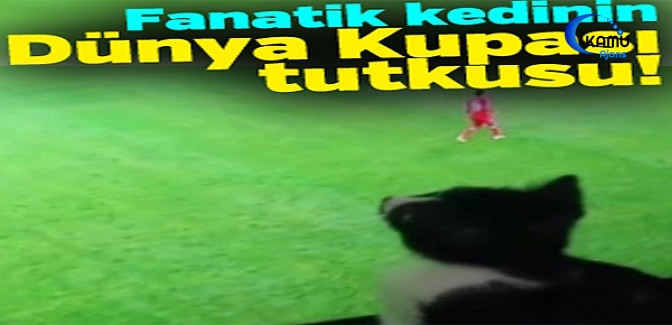 Fanatik Kedinin Dünya Kupası Tutkusu