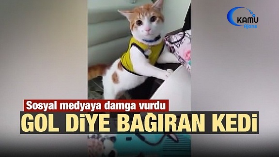 Gol Diye Bağıran Kedi Sosyal Medyaya Damga Vurdu
