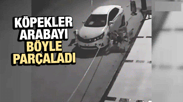 Köpekler Otomobili Böyle Parçaladı