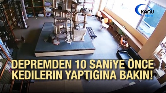 Depremden 10 Saniye Önce Kedilerin Yaptığına Bakın!