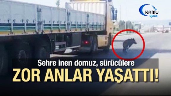 Şehre İnen Domuz, Sürücülere Zor Anlar Yaşattı
