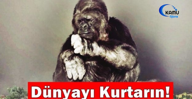 Goril Konuştu ve Öyle Birşey Dediki Herkes Şok Oldu