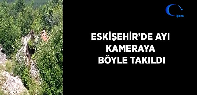 Eskişehir'de Ayı Kameraya Böyle Takıldı