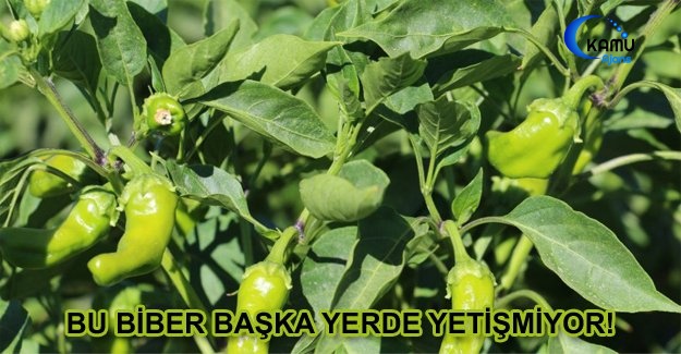 Bu Biber Başka Yerde Yetişmiyor!