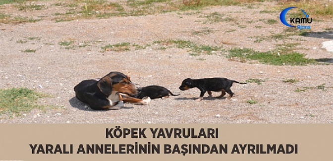 Köpek Yavruları Yaralı Annelerinin Başından Ayrılmadı