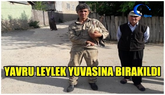 Yere Düşen Yavru Leylek Yuvasına Bırakıldı
