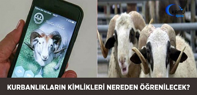Kurbanlıkların Kimliklerini 'Cep'ten Öğrenme Dönemi