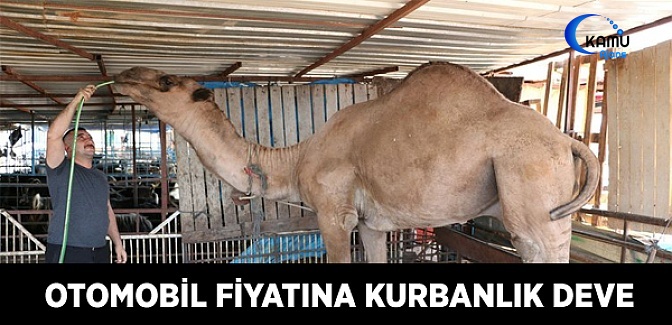 Otomobil Fiyatına Kurbanlık Deve