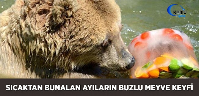 Sıcaktan Bunalan Ayıların Buzlu Meyve Keyfi