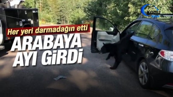 Aracın İçine Ayı Girdi! Her Yeri Darmadağın Etti