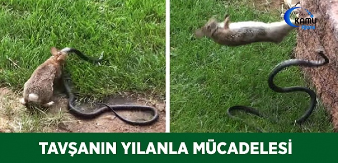 Tavşanın Yılanla Mücadelesi