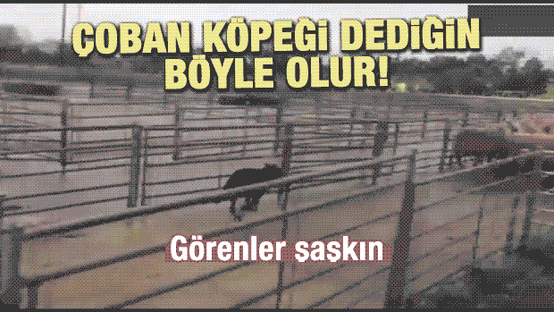 Çoban Köpeği Dediğin Böyle Olur