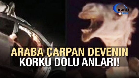 Araba Çarpan Devenin Korku Dolu Anları!