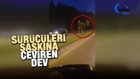 Sürücüleri Şaşkına Çeviren Dev Geyik
