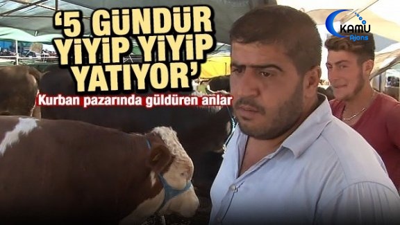 Keyifçi Dana Kesilmekten Kurtuldu