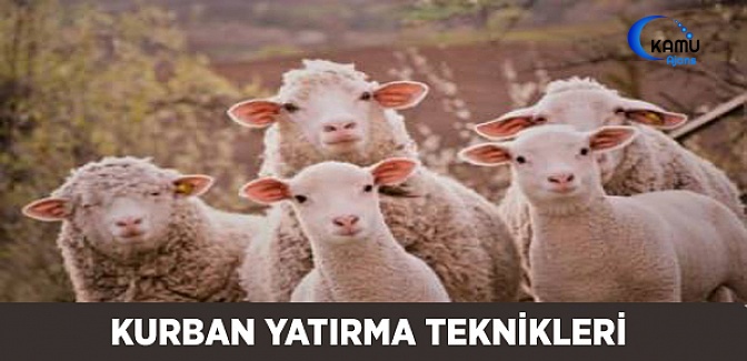 Uzmanından Kurban Yatırma Taktikleri