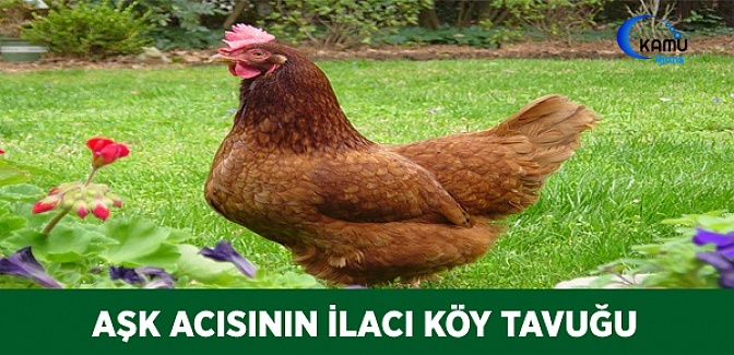 Aşk Acısının İlacı Köy Tavuğu!