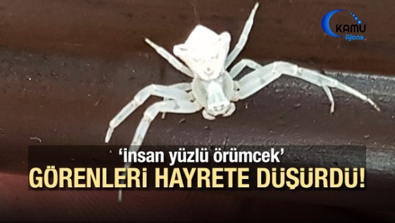'İnsan Yüzlü Örümcek' Görenleri Hayrete Düşürdü