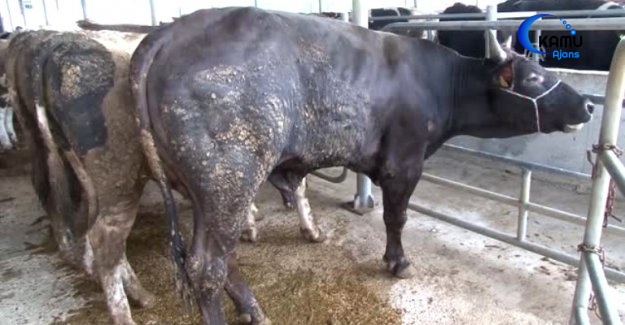 Üç Bacaklı Dana "Aliş" Yeni Sahibini Buldu