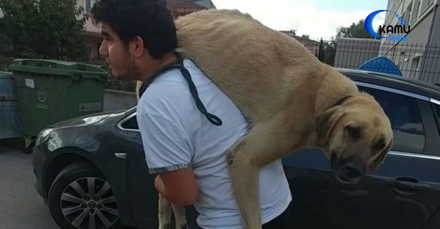 Hasta Köpeği Tedavi Ettirmek İçin 500 Metre Sırtında Taşıdı