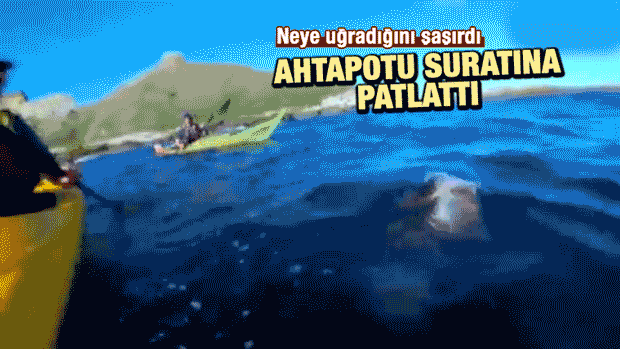 Deniz Aslanı, Ahtapotu Kanocunun Suratına Patlattı