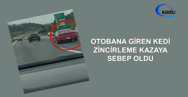 Otobana Giren Kedi Zincirleme Kazaya Sebep Oldu