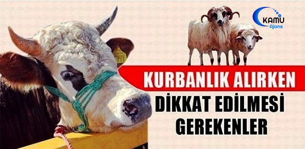 Kurbanlık Alırken 'Kurban' Olmayın