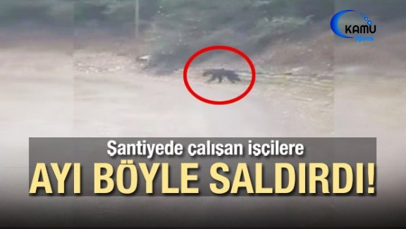 Şantiyede Çalışan İşçilere Ayı Böyle Saldırdı!