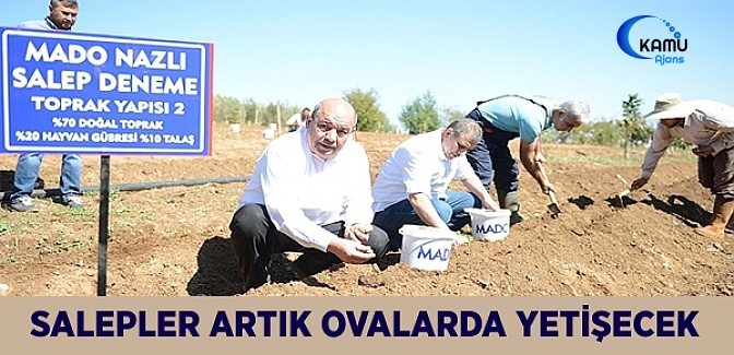 Salepler Artık Ovalarda Yetişecek