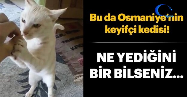 Çekirdek Çitleyen Kedi