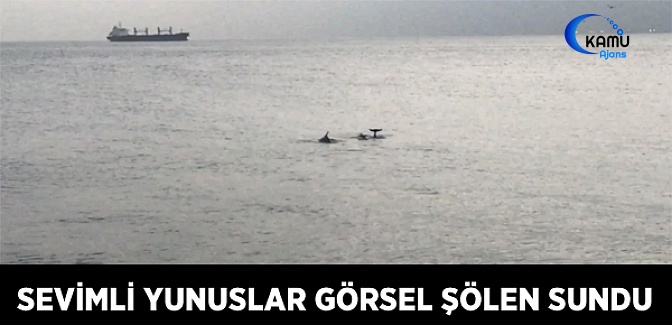 Sevimli Yunuslar İstanbul Boğaz’ında Görsel Şölen Sundu