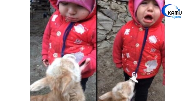 Bebek ile Yavru Keçinin Emzik Mücadelesi
