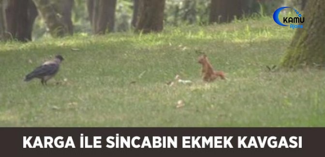 Karga ile Sincabın Ekmek Kavgası